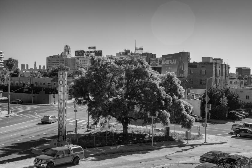 Trees in LA with iconic legacies. Photographed for the LA Times to accompany an essay and POI about trees in LA.