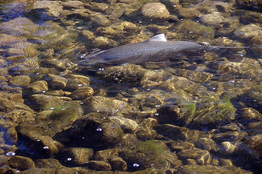 File photo of a Southern California Steelhead trout. Southern California steelhead trout have been listed as endangered by the state. Environmental advocates say there is still hope the fish can recover.