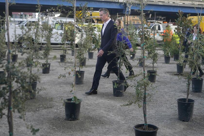 California Gov. Gavin Newsom walks between trees to be planted during a Clean California event in San Francisco, Thursday, Nov. 9, 2023. (AP Photo/Jeff Chiu)