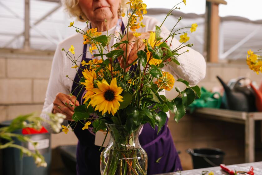 Claremont, CA - March 12: Susan Spradley assembles a bouquet made from flowers that grow in the area and are sustainable in a vase at the California Botanic Garden on Tuesday, March 12, 2024 in Claremont, CA. (Dania Maxwell / Los Angeles Times)