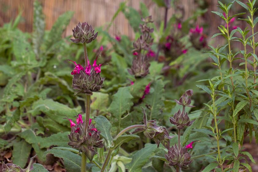 Salvia spathacea