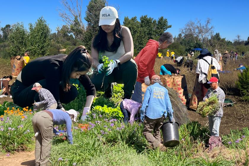 photo illustration of volunteers gardening