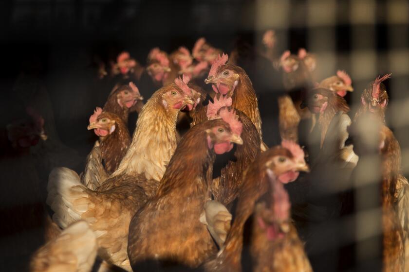 NUEVO, CA - NOVEMBER 9, 2017: Chickens bask in the afternoon sunlight while roaming freely in one of the many hen houses at the MCM Poultry facility on November 9, 2017 in Nuevo, California.(Gina Ferazzi / Los Angeles Times)