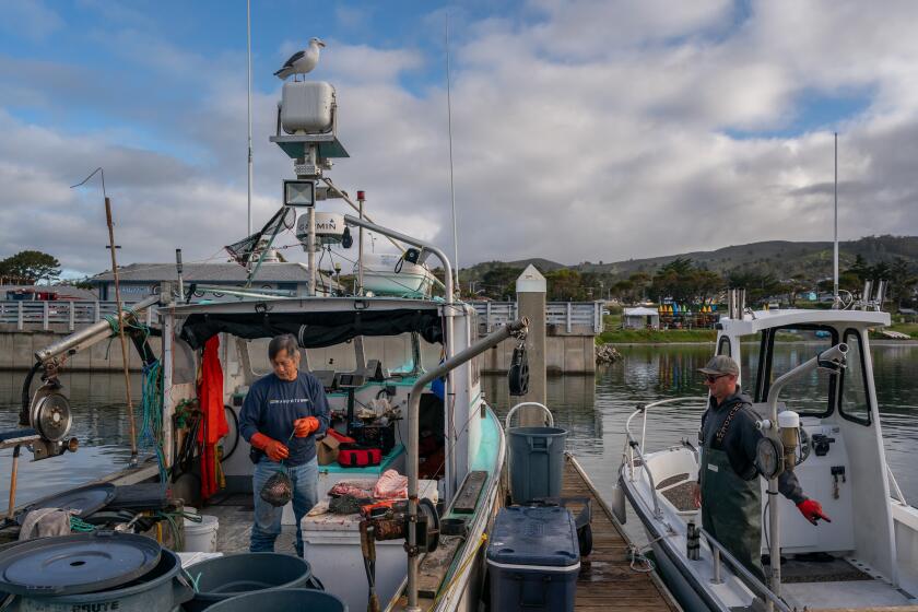 HALF MOON BAY, CALIFORNIA - MARCH 21: Commercial fishermen George Jue (left) and Dan St. Clair work at Pillar Point Harbor in Half Moon Bay. This year's salmon fishing season, which typically starts in May, is likely to be severely restricted - or possibly canceled for a second straight year. (Loren Elliott / For The Times)