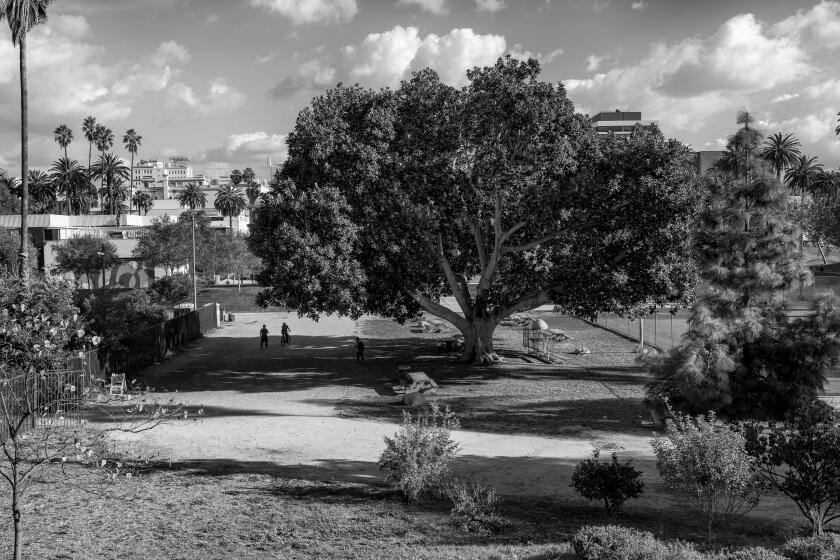 Trees in LA with iconic legacies. Photographed for the LA Times to accompany an essay and POI about trees in LA.