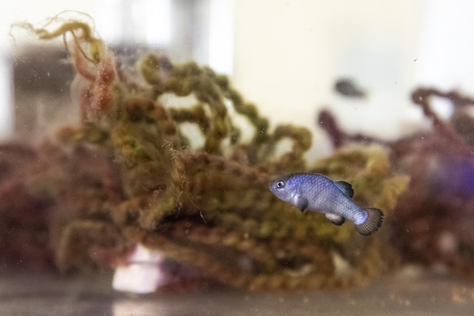 A silvery pupfish swims in a fish tank.