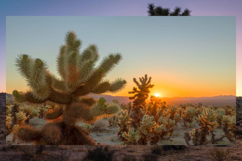 Joshua Tree Sunrises