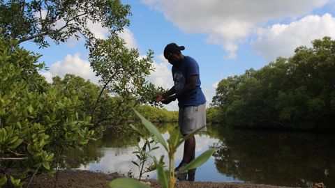 The mangrove guardian: A marine biologist fighting climate change in Kenya