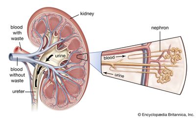 human kidney; nephron