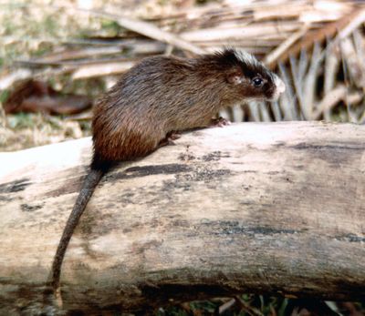 White-faced spiny tree rat