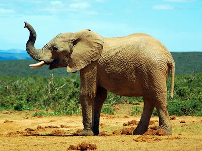 African savanna elephant (Loxodonta africana); exact location unknown.