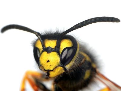 wasp. A close-up of a Vespid Wasp (Vespidaea) with antenna and compound eye. Hornets largest eusocial wasps, stinging insect in the order Hymenoptera, related to bees.