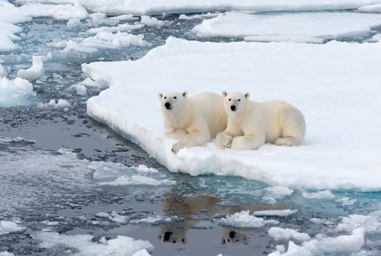 thermoreception in polar bears