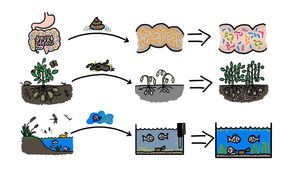 Investigate an experiment demonstrating the advantages of microbiota transplantation therapy in treating Clostridium difficile infection