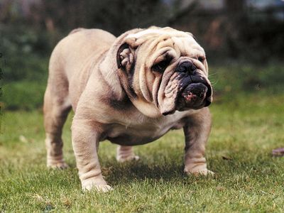 Bulldog; dog