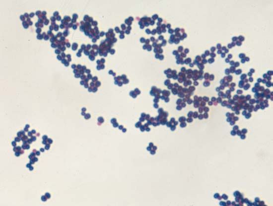 Staphylococcus aureus; human microbiome