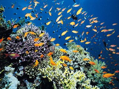 Coral Reef, Red Sea