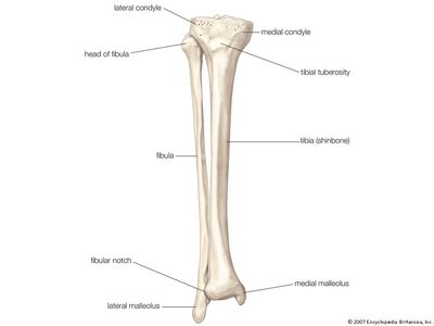 Bones of right leg - anterior view. skeletal system, human anatomy, tibia, fibula. Human bones, human leg, skeleton, shinbone, lower limb, fibula, tibia.