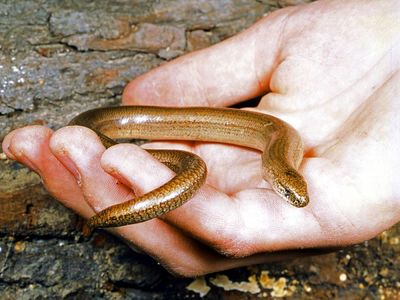 Slowworm. Anguis fragilis. Blindworm. Lizard. Anguidae. Slowworm in the palm of a hand.