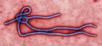 Ebola; ebolavirus