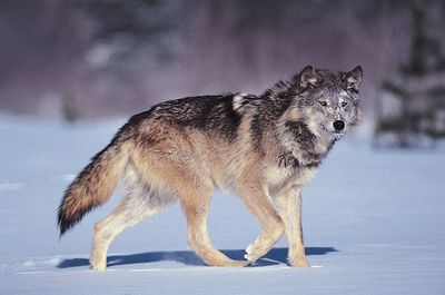 gray wolf