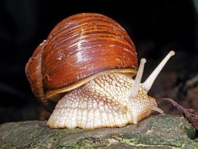 snail and slug. snail. A gastropod, especially one having an enclosing shell, soft-bodied animals called mollusks