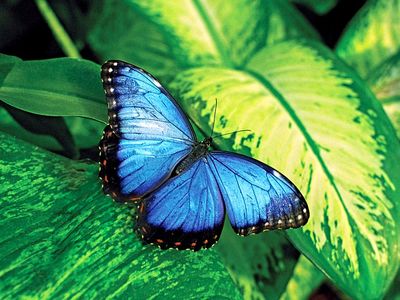 butterfly. butterfly and moth. An irridescent male blue butterfly. An insect in the order Lepidoptera