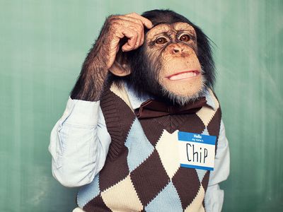 Young chimpanzee dressed in a shirt and sweater vest, scratching his head thinking. (primates)