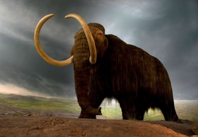 woolly mammoth (Mammuthus primigenius)