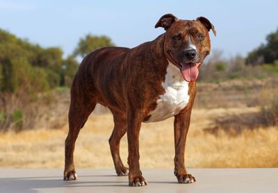 American Pit Bull Terrier