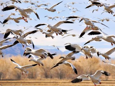 greylag. Flock of Greylag geese during their winter migration at Bosque del Apache National Refugee, New Mexico. greylag goose (Anser anser)