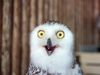 A snowy owl (Bubo scandiacus) looking surprised, wooden background. Surprised, gobsmacked