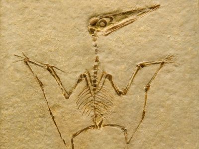 Pterodactyl Fossil. Pterodactilus Spectabilis