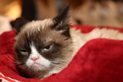 Grumpy Cat