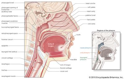 human pharynx