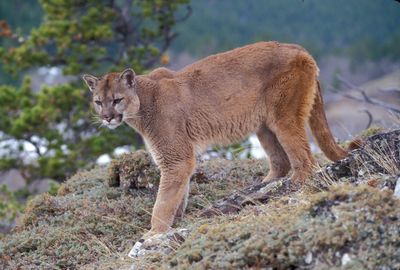 Puma (Puma concolor).