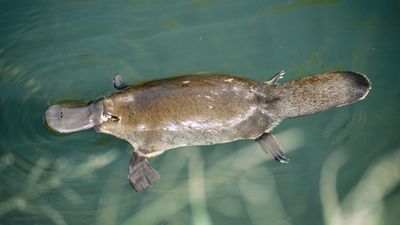 Learn about platypus venom and why studying it may reveal new ways to manage pain in humans