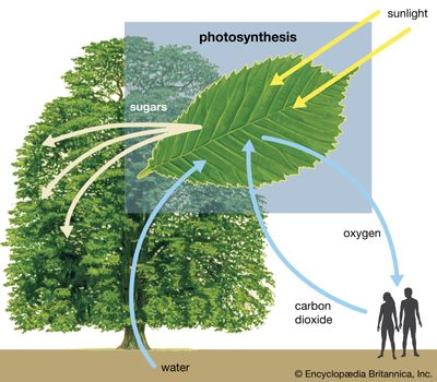 photosynthesis