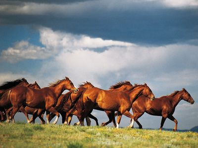 Group of horses. Herd of running Horses in Colorado, Western United States of America. Animal, running, horsemeat, horse meat.