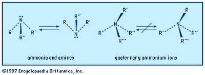 Ammonia and amines have a slightly flattened trigonal pyramidal shape with a lone pair of electrons above the nitrogen. In quaternary ammonium ions, this area is occupied by a fourth substituent.