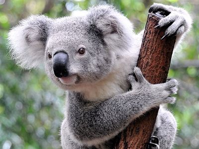 Koala (Phascolarctos cinereus) in a zoo, Australia. (marsupial, koala bear)