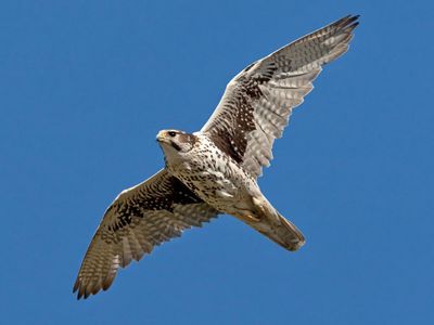 Prairie falcon (Falco mexicanus) in mid-flight.