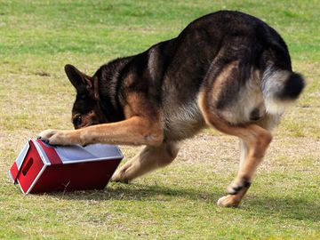 Working German Shepherd dog sniffing a suspecting package for drugs or explosives.