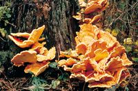 Bracket fungus (Polyporus) growing on wood.