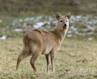 Chinese water deer