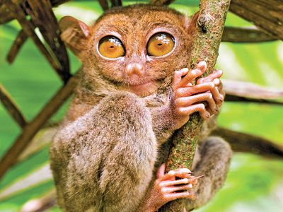 Tarsier (Tarsius Syrichta)in tree, Mindanao