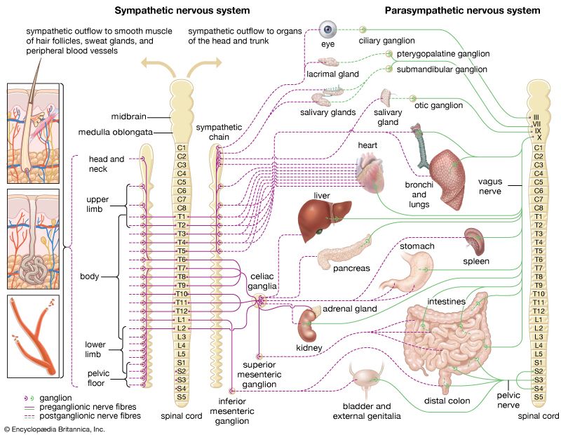 In warm-blooded animals, including humans, the autonomic nervous system plays a major role in maintaining body temperature by internally regulating heat production and heat loss.