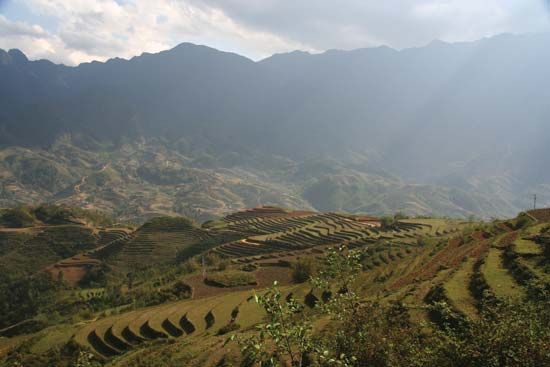 rice farming: terraces