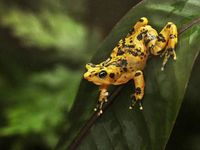 The Panamanian Golden Frog is a critically endangered frog which is endemic to Panama.