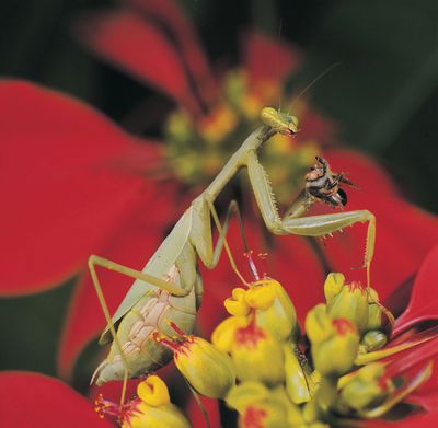 Praying mantis (sphodromantis gastrica)
